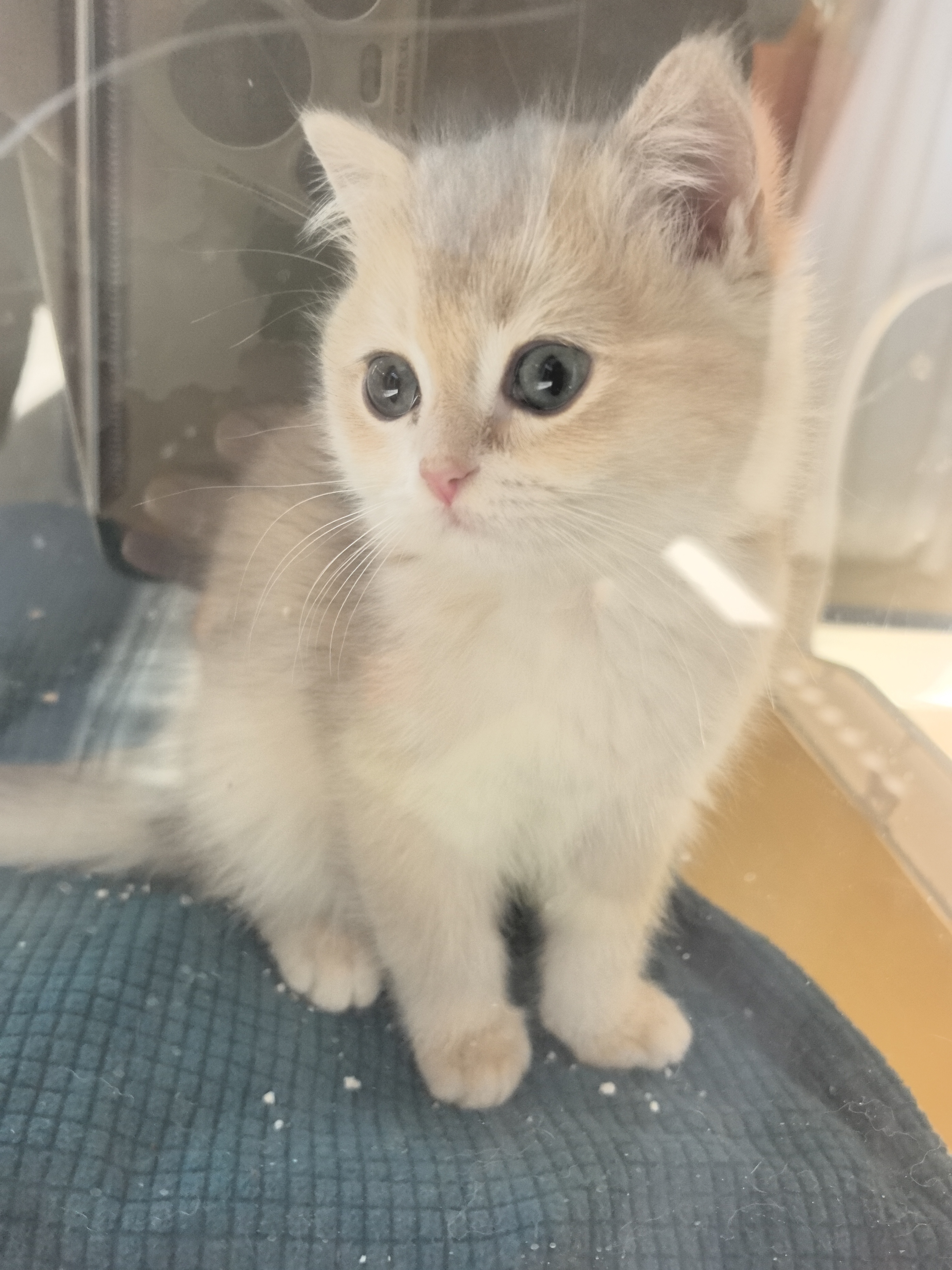 纯种蓝金小猫，有防疫证，驱虫已做，已经打完两针，性格好，大眼睛，健康无癣